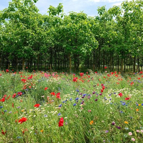 WhatsApp Image 2024-03-20 at 13.53.13 (2)